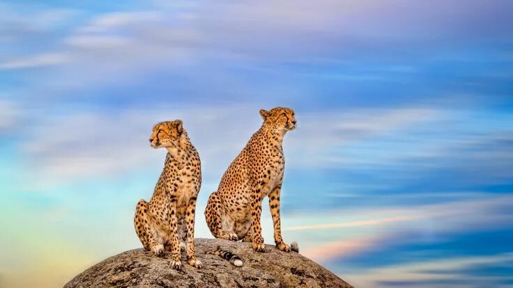 Картинки увидеть животного 1920x1080 cheetah background download Wildlife wallpaper, Wild cats, Animals wil