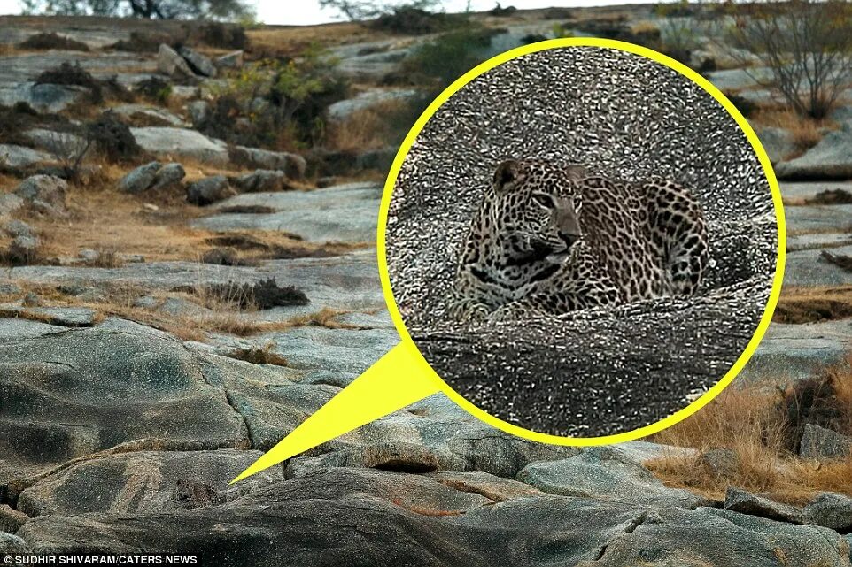 Картинки увидеть животного Cunning leopard hides among the rocks as he waits for unsuspecting prey in India