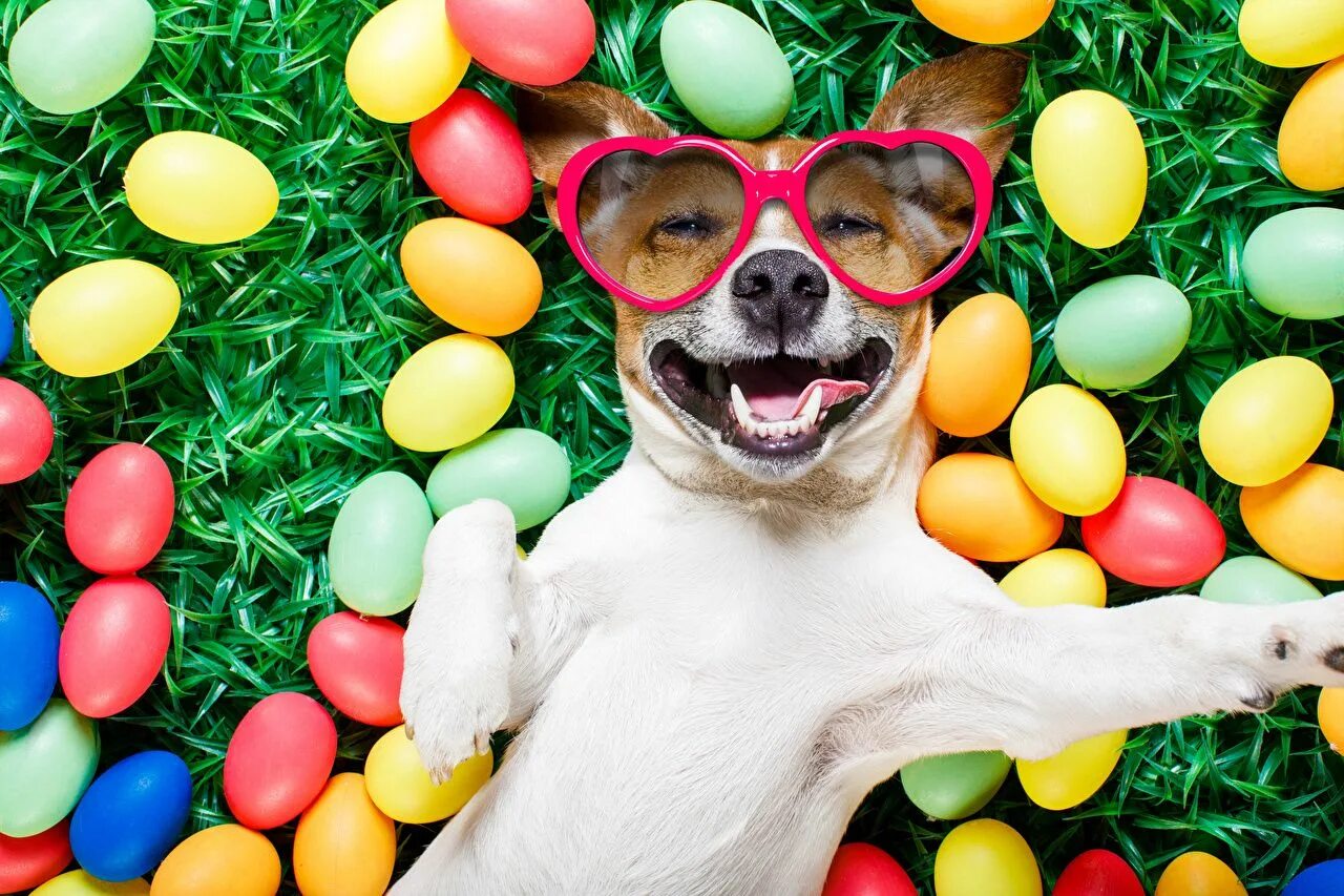 Картинки веселые позитивные яркие Images Easter Jack Russell terrier Dogs Smile Funny Eggs Glasses Animals Holiday