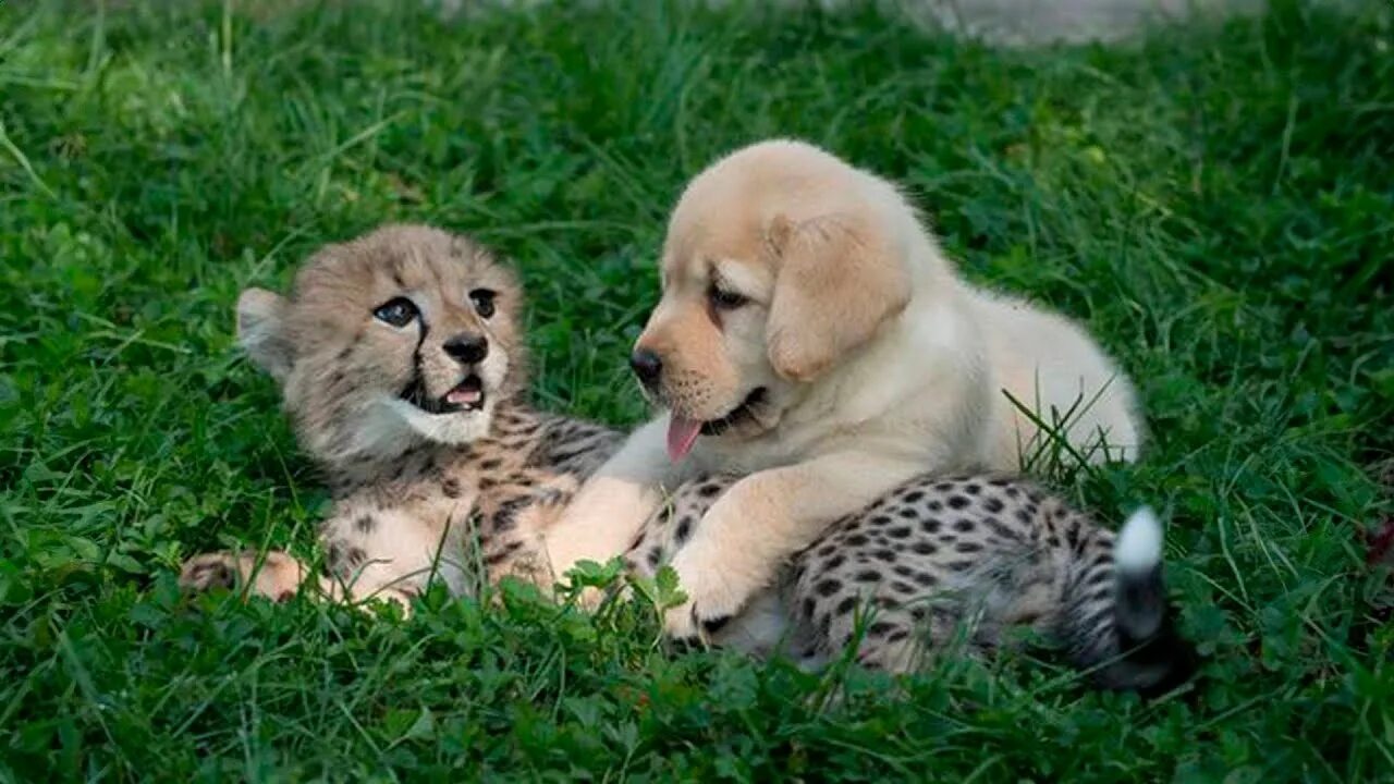 Картинки всяких животных This dog and the cheetah met as children, two years later, they are still insepa