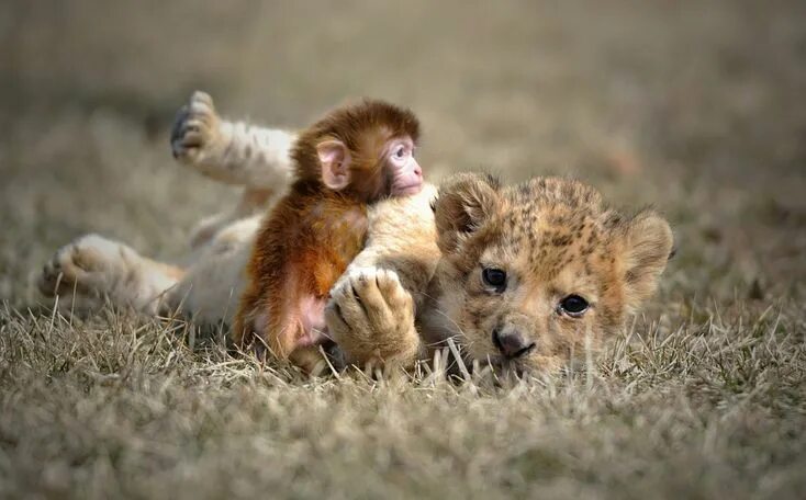 Картинки всяких животных baby lion and a baby monkey snuggle Unlikely animal friends, Unusual animals, Un