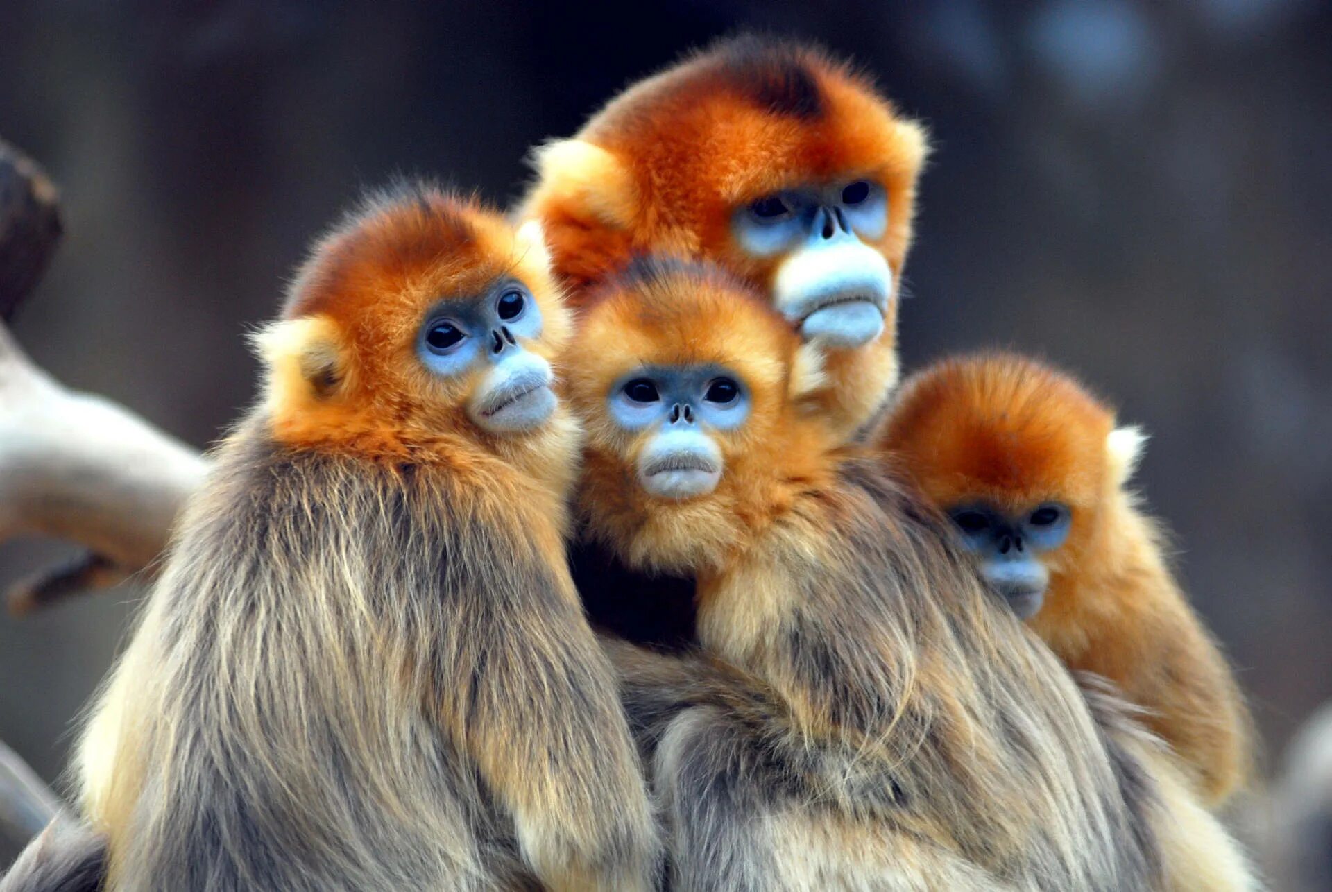 Картинки всяких животных Download Golden Snub Nosed Monkeys Wallpaper Wallpapers.com