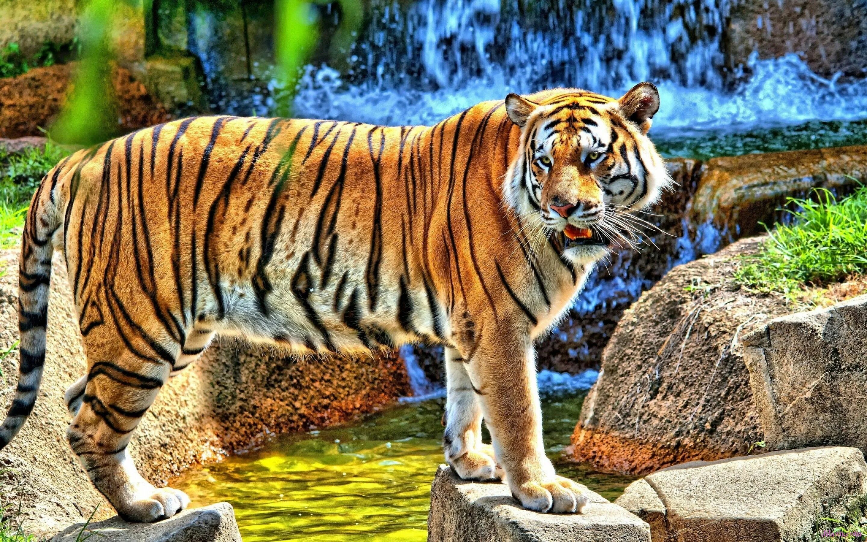 Картинки заставки на телефон животные бесплатно Pin by Satyam on images Tiger pictures, Tiger wallpaper, Animals