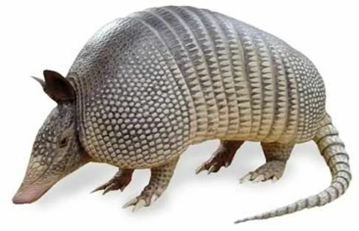 Картинки животного броненосец Armadillo -- Official Mascot of Texas in 2022 Armadillo, Unusual animals, Savage