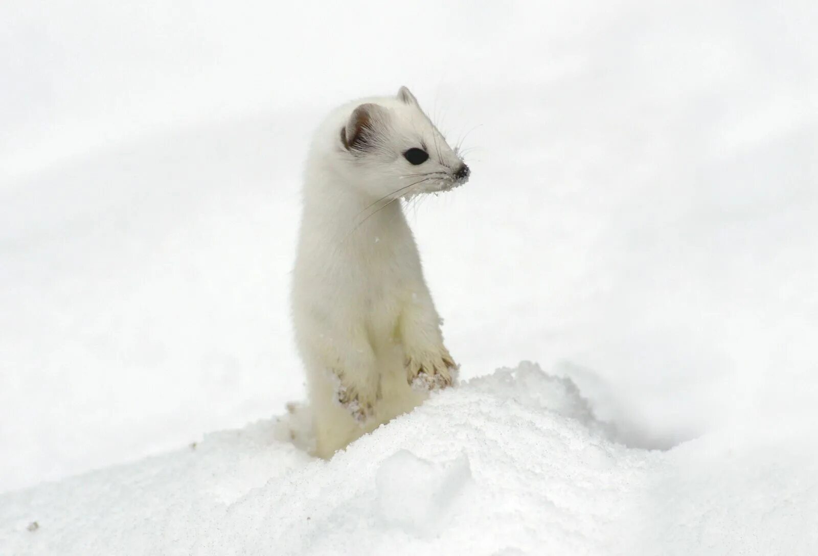 Картинки животного ласка Mustelid Weasel Family, Adaptations, & Characteristics Britannica