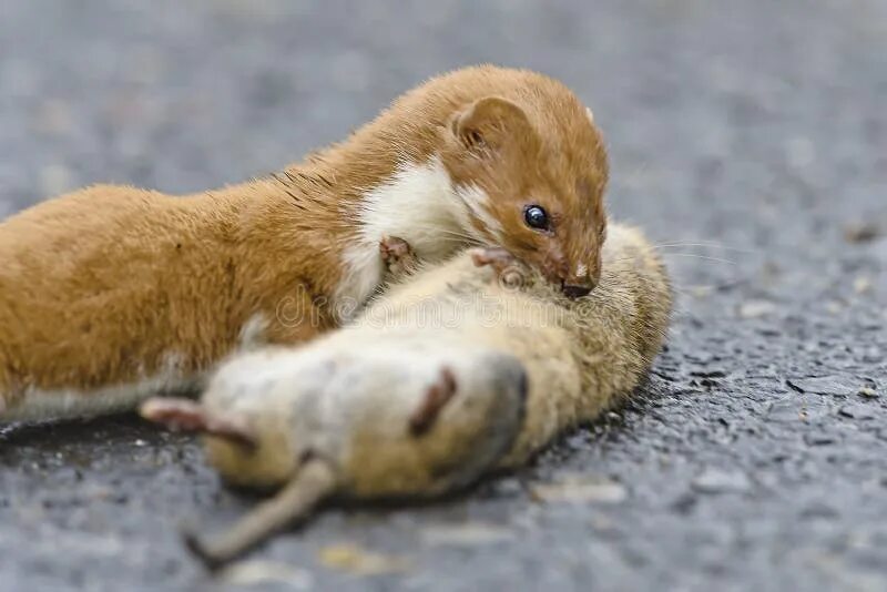 Картинки животного ласка Weasel Mustela Nivalis Killing Big Rat Stock Image - Image of control, portrait: