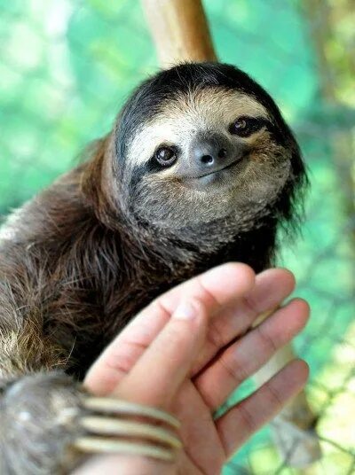 Картинки животного ленивца Back To Costa Rica With The Furrtographer Cute sloth pictures, Cute baby sloths,