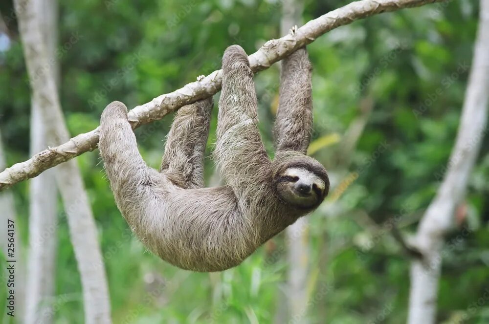 Картинки животного ленивца sloth in panama фотография Stock Adobe Stock