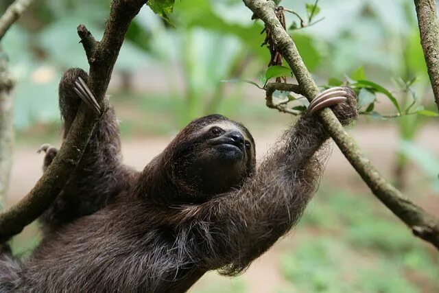 Картинки животного ленивца Three-Toed Sloth Sloth, Three toed sloth, Sloth photos