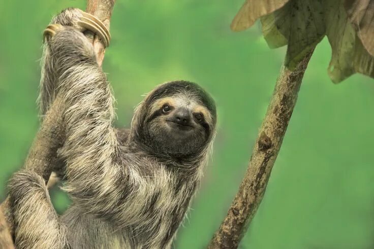 Картинки животного ленивца Have a Sloth Slumber Party at This Oregon Conservation Center Fun facts about sl