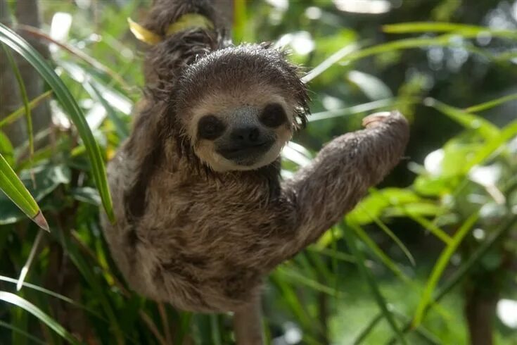 Картинки животного ленивца Slothified!' Activist brings home 200 rescued sloths Baby sloth, Sloth, Smiling 