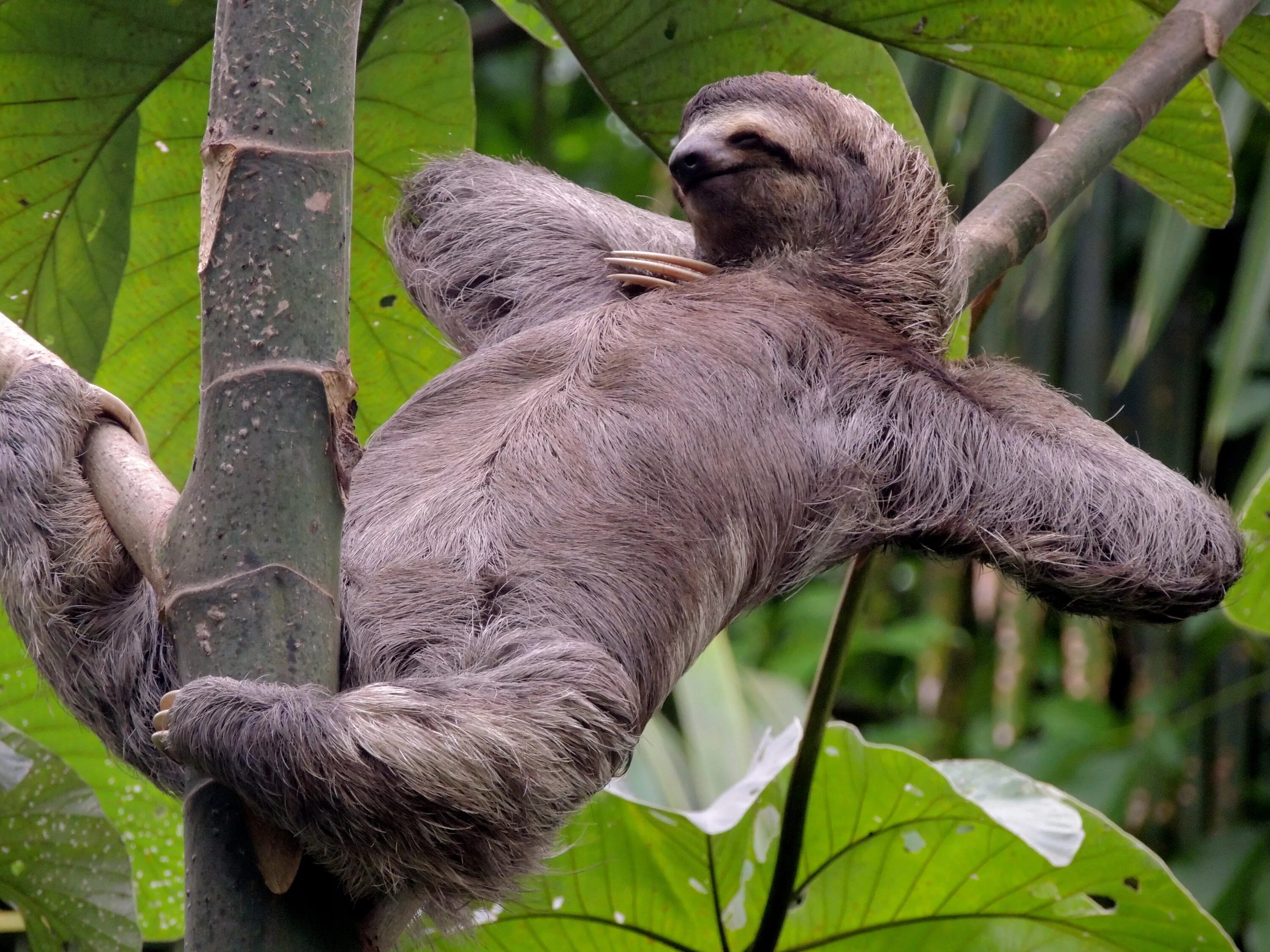 Картинки животного ленивца Спільнота Steam :: :: Sloth 2