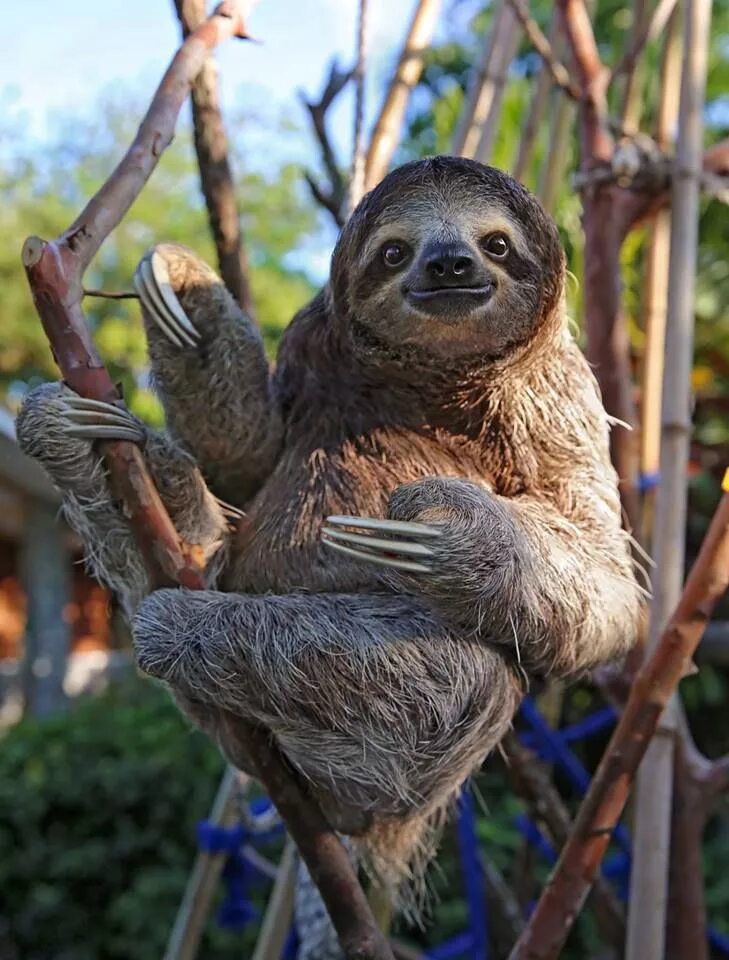 Картинки животного ленивца happy sloth Cute sloth pictures, Cute baby sloths, Sloth art