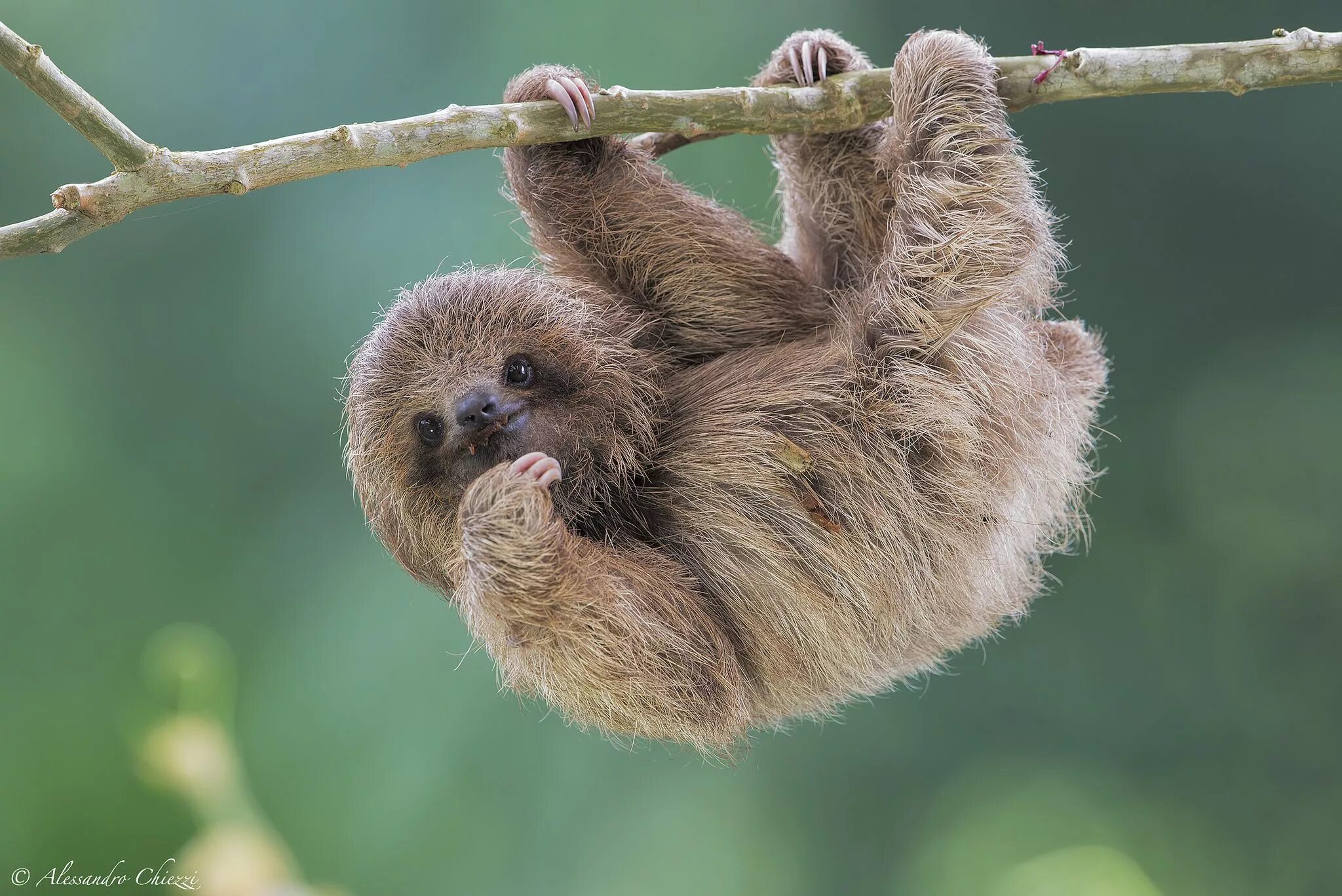 Картинки животного ленивца Pale-throated sloth Cute baby sloths, Animals, Funny animals