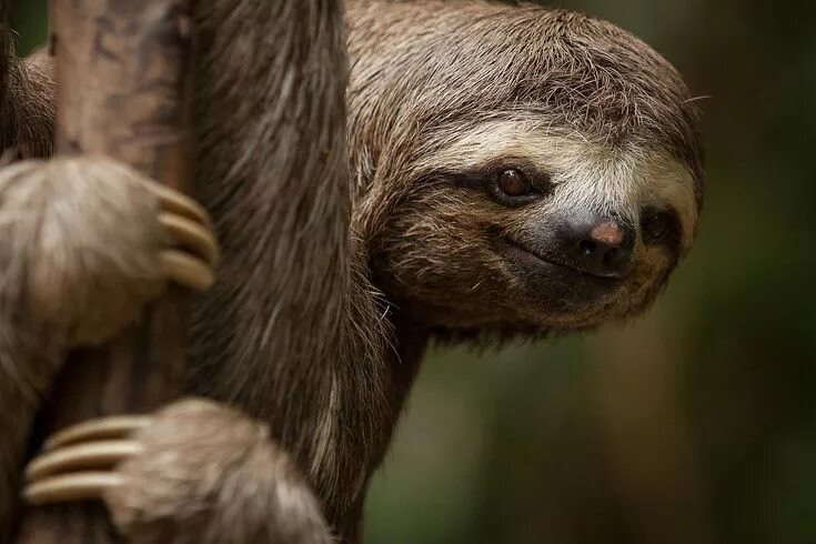 Картинки животного ленивца Mammals, Birds, and Reptiles of the Amazon Rain Forest Sloth, Animals, Cute baby