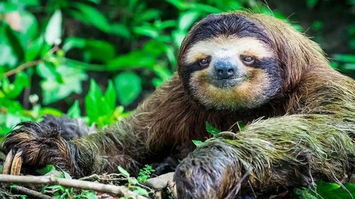 Картинки животного ленивца 5 reasons why sloths are spectacular