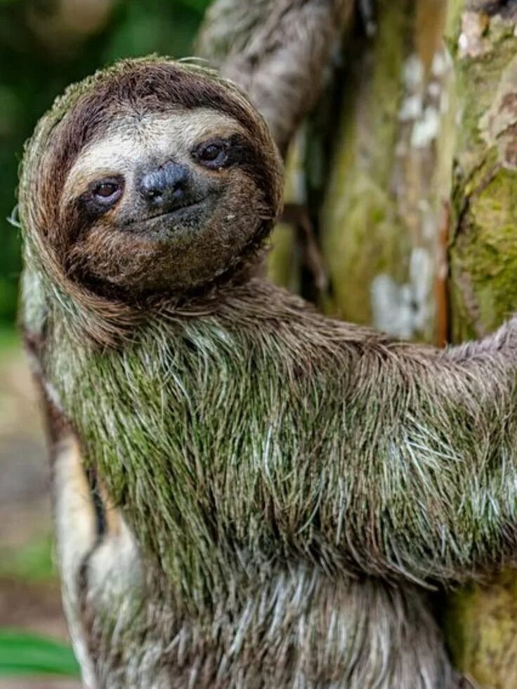 Картинки животного ленивца Pin on Costa rica mural Sloth photos, Three toed sloth, Cute baby sloths