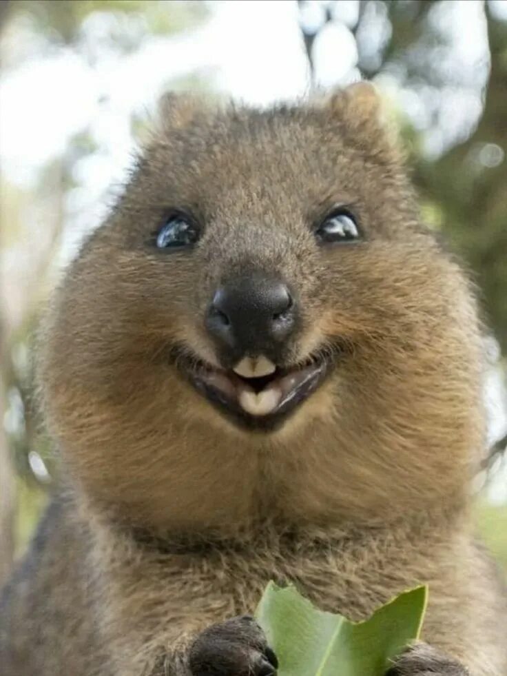 Картинки животного цвета The smiling Quokka of Western Australia Quokka animal, Unusual animals, Happy an