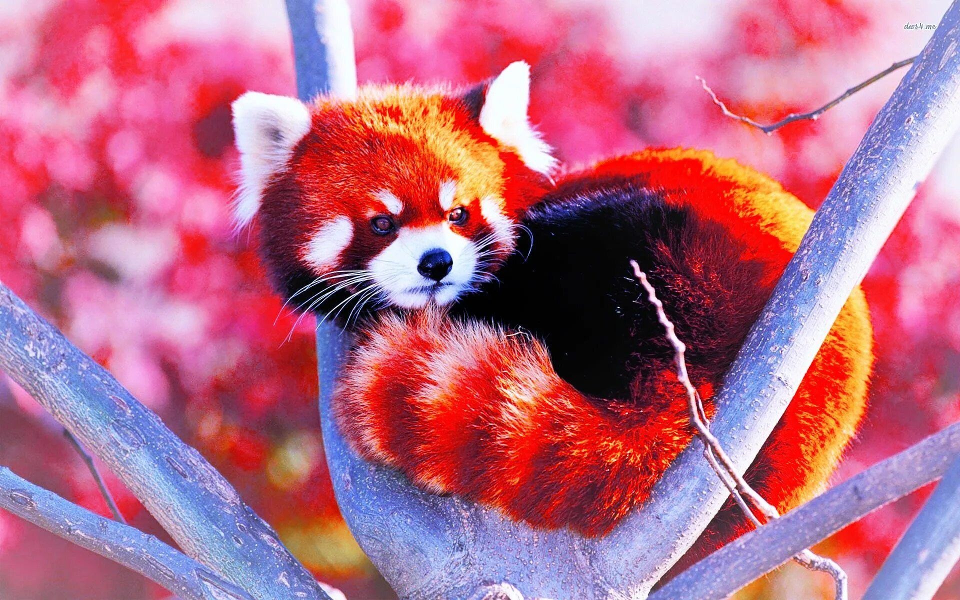 Картинки животного цвета Another edit of a red panda :) Panda rosso, Immagini con animali, Animali carini