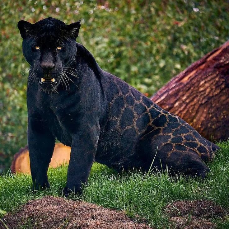 Картинки животного цвета African Style Diary on Instagram: "Happy Caturday!!! Meet Neron the black Jaguar