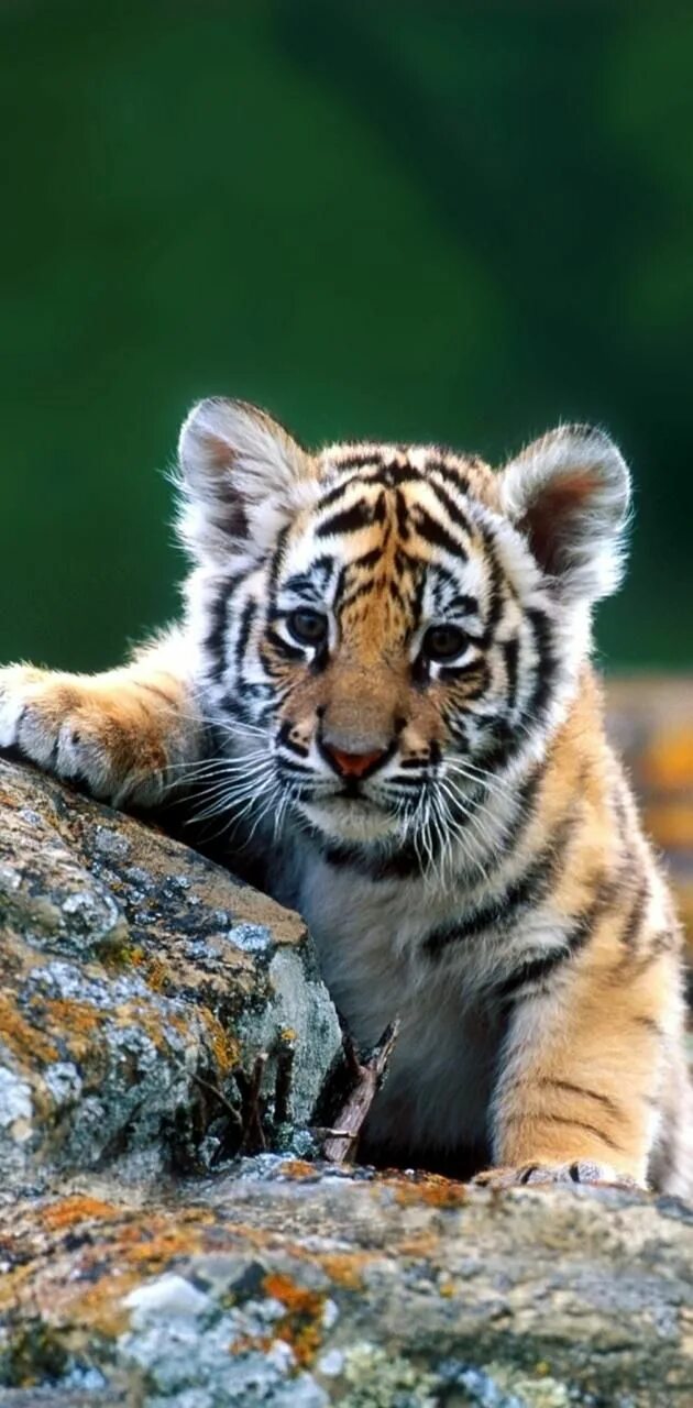 Картинки животного цвета Download baby tiger wallpaper by dathys - f0 - Free on ZEDGE ™ now. Browse milli