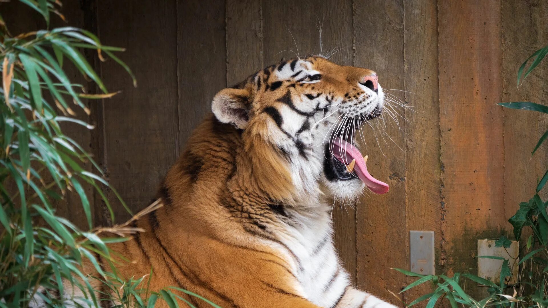 Картинки животные 18 Download wallpaper 1920x1080 tiger, protruding tongue, grin, big cat, animal, st