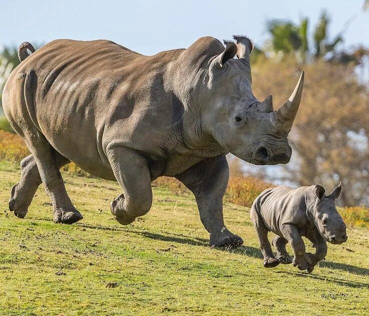 Картинки животные 18 Pin by Robert Mansergh on Rhinoceros Conservation Rhino animal, Rhino, African b