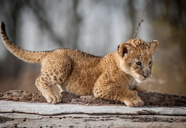 Картинки животные 18 beige and brown Leopard cub #animals baby animals #lion #cubs #1080P #wallpaper 