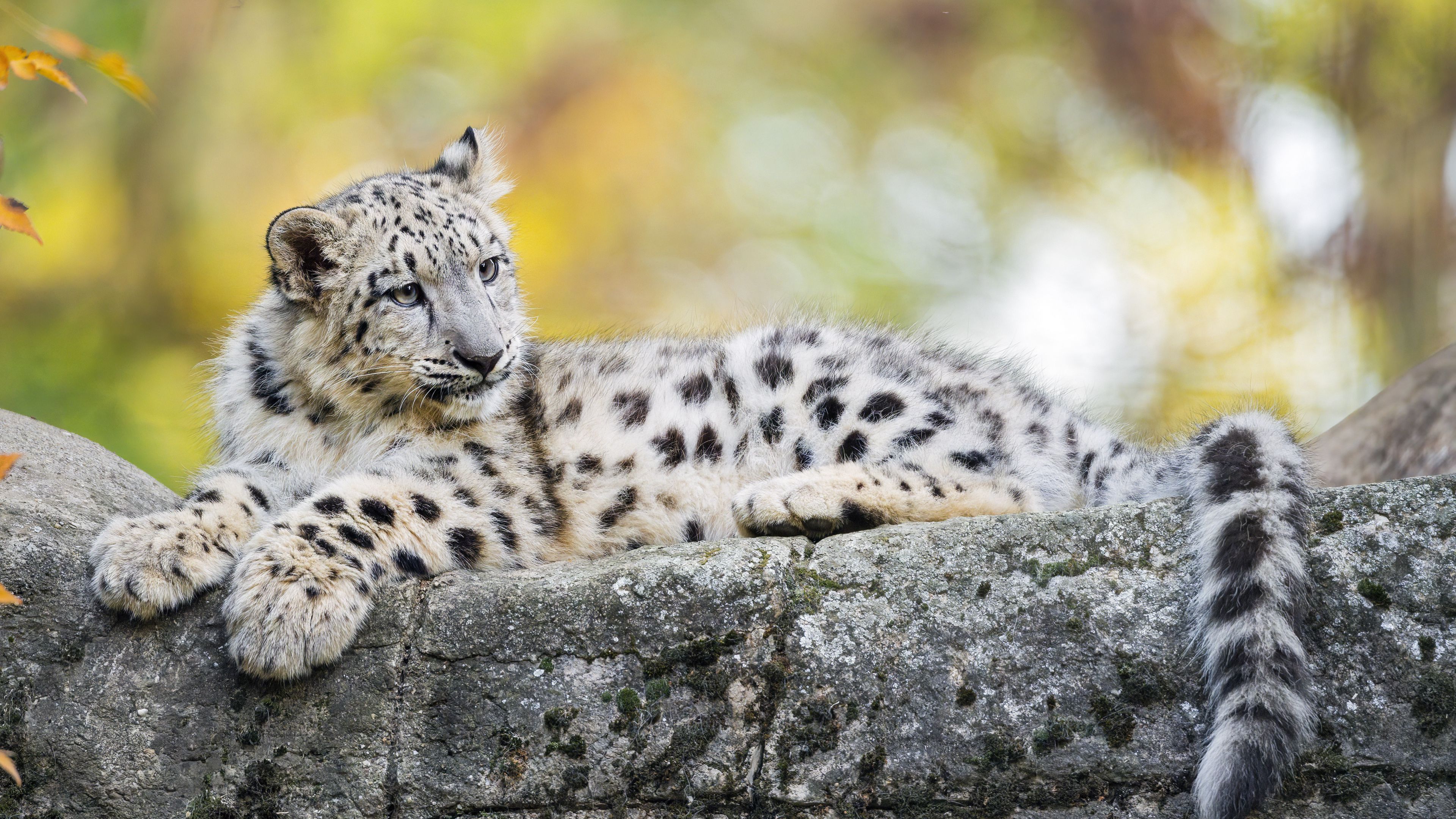 Картинки животные 18 Download wallpaper 3840x2160 snow leopard, kitten, cub, wildlife, animal, rock, 