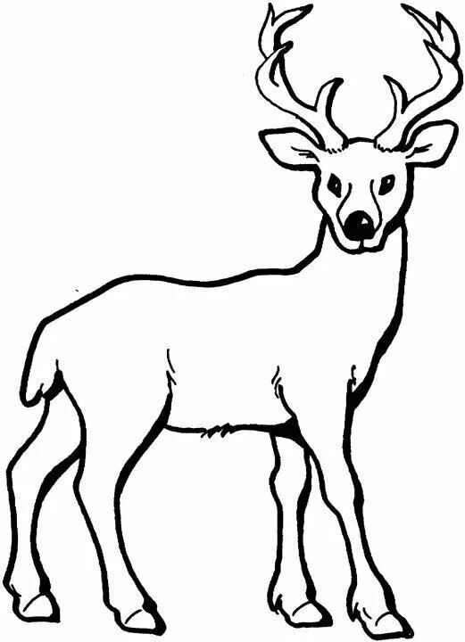 Картинки животные для детей срисовка Deer coloring page Deer coloring pages, Animal outline, Coloring pages