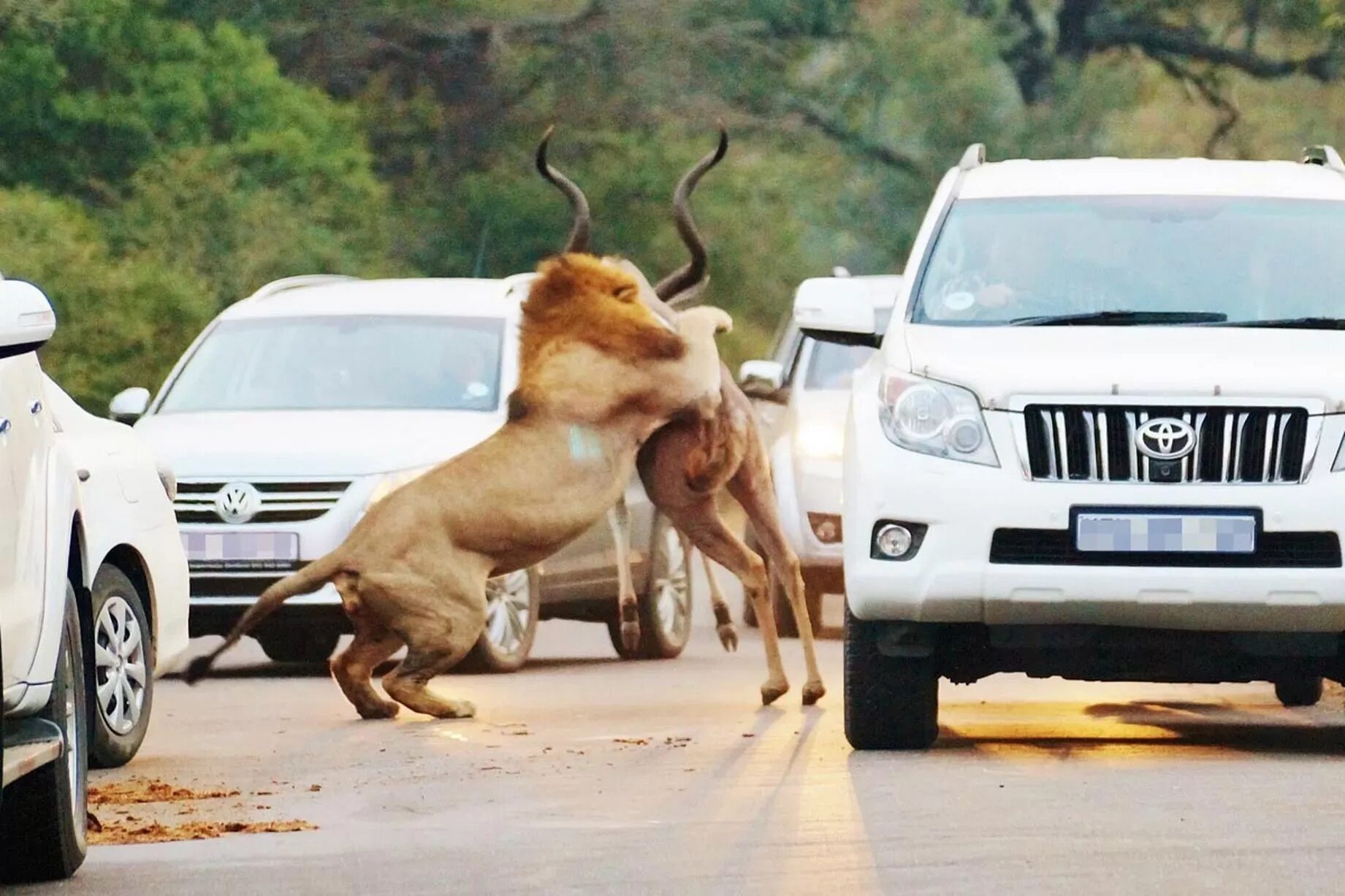 Картинки животные и машины Lions wrestle a kudu to the ground before killing it in front of stunned motoris