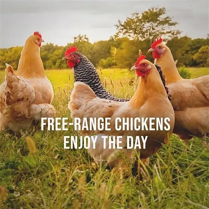 Картинки животные курицы Free-Range Chickens Enjoy the Day: Natural Sounds for the Stressed City Life Alp