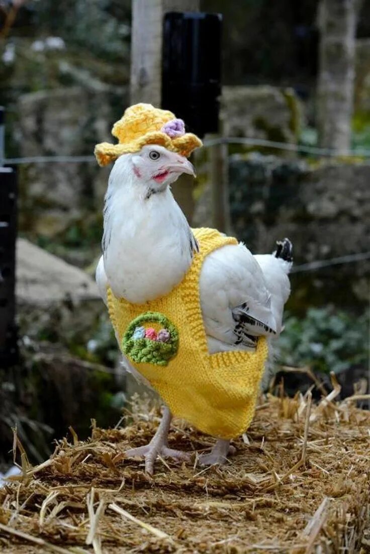 Картинки животные курицы Easter Chicken Coats with Matching Hats Самые милые животные, Товары для животны