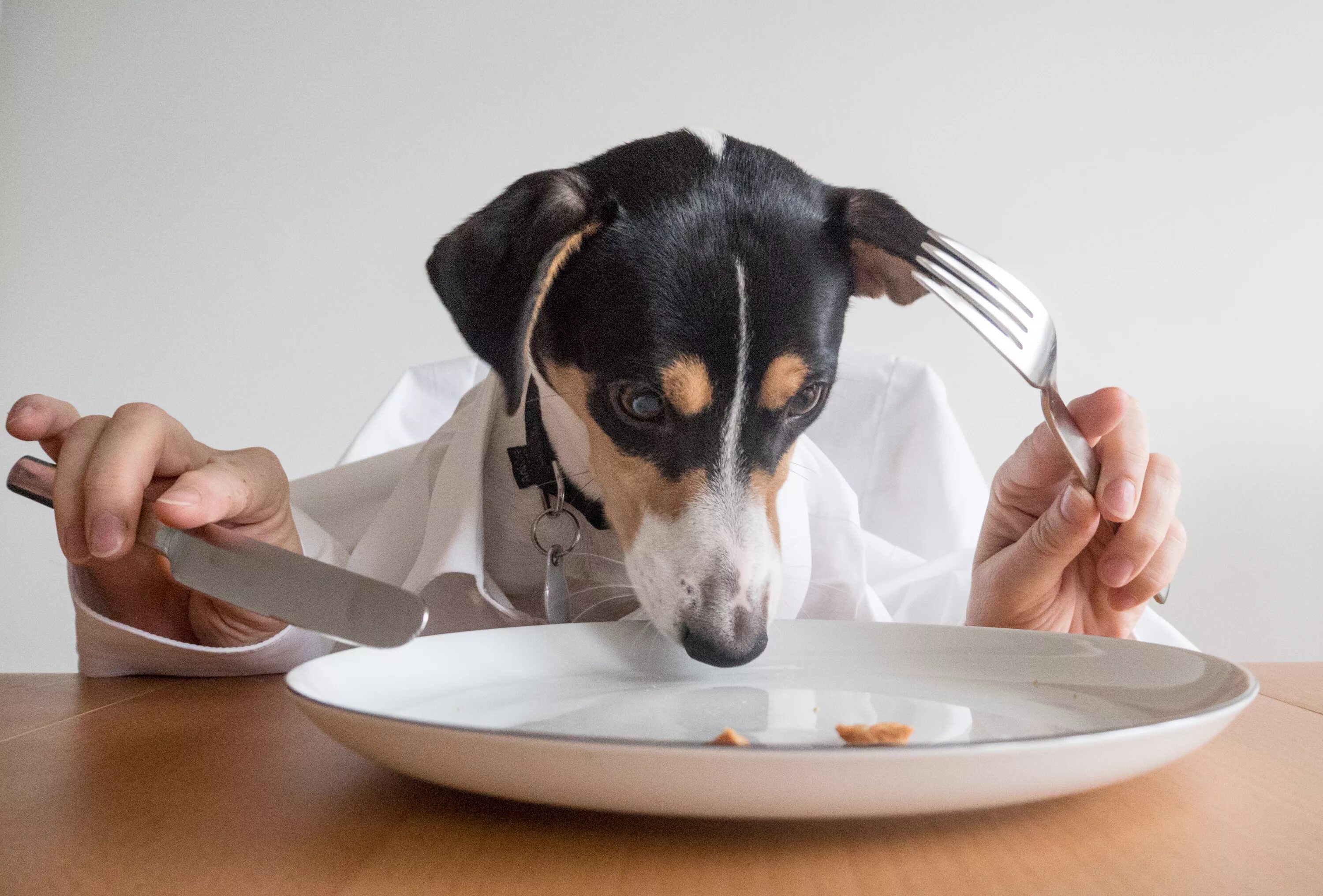 Картинки животные кушают Wallpaper : table, eating, pet, cutlery, Olympus, dinner, snout, dog like mammal