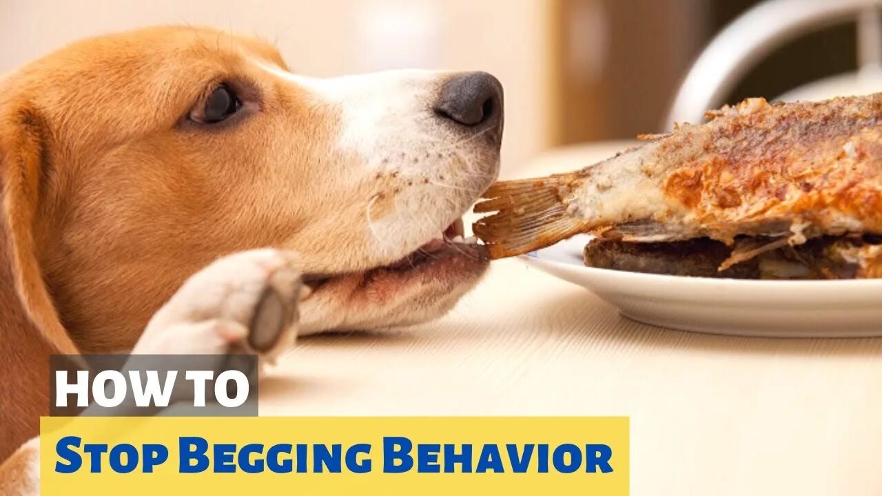 Картинки животные кушают How to Stop your Dog From Begging for Food? - YouTube