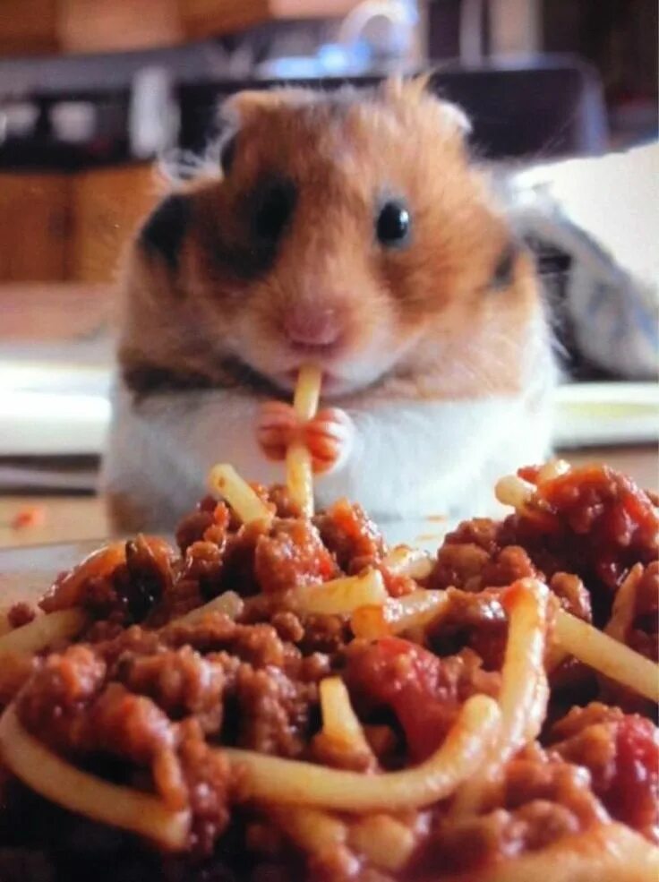 Картинки животные кушают Cutest Picture Ever: Hamster Eating Spaghetti Hamster, Cute hamsters, Cute anima