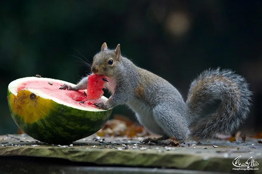 Картинки животные кушают Adorable Pictures Of Curious Squirrels By British Photographer Max Ellis Squirre