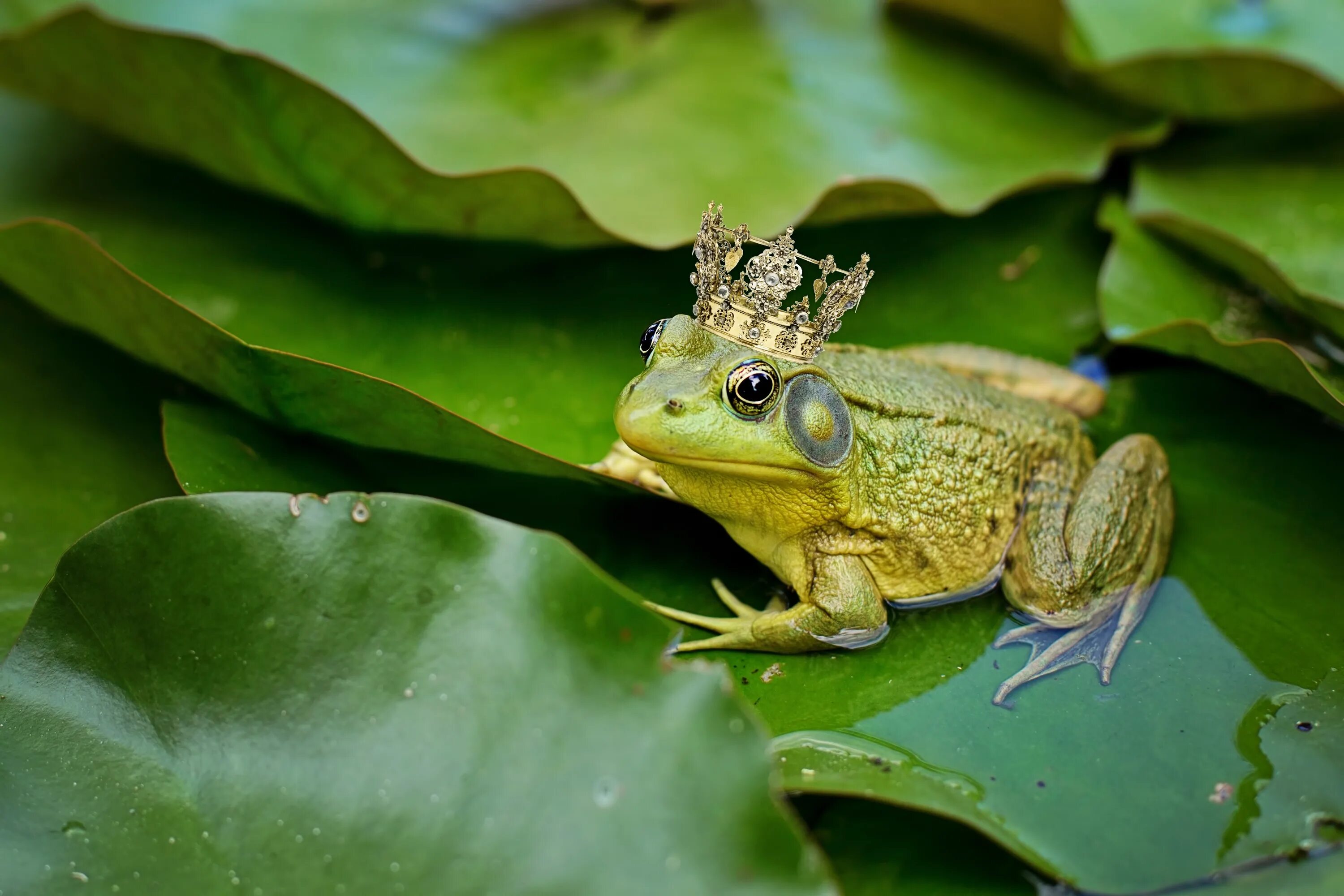 Картинки животные лягушка HD desktop wallpaper: Frogs, Crown, Animal, Frog, Amphibian download free pictur