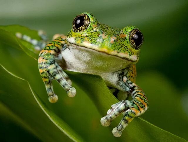 Картинки животные лягушка 111 - Peacock Tree Frog Tree frogs, Frog, Amazing frog