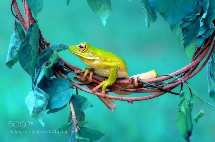 Картинки животные лягушка Pin by Mike Wasauski on Animales Frog, Leaf animals, Animals