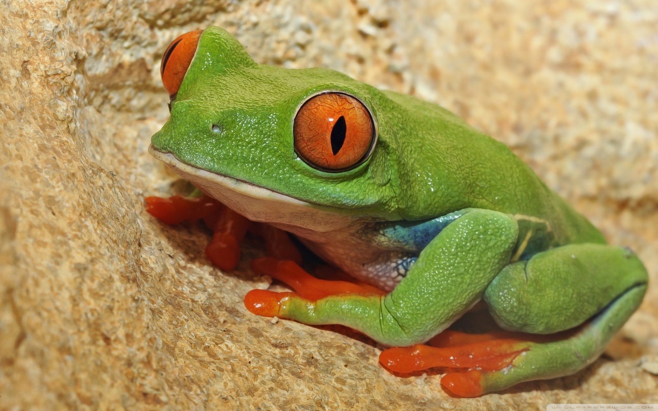 Картинки животные лягушка Green Frog With Orange Eyes Ultra HD Desktop Background Wallpaper for 4K UHD TV 