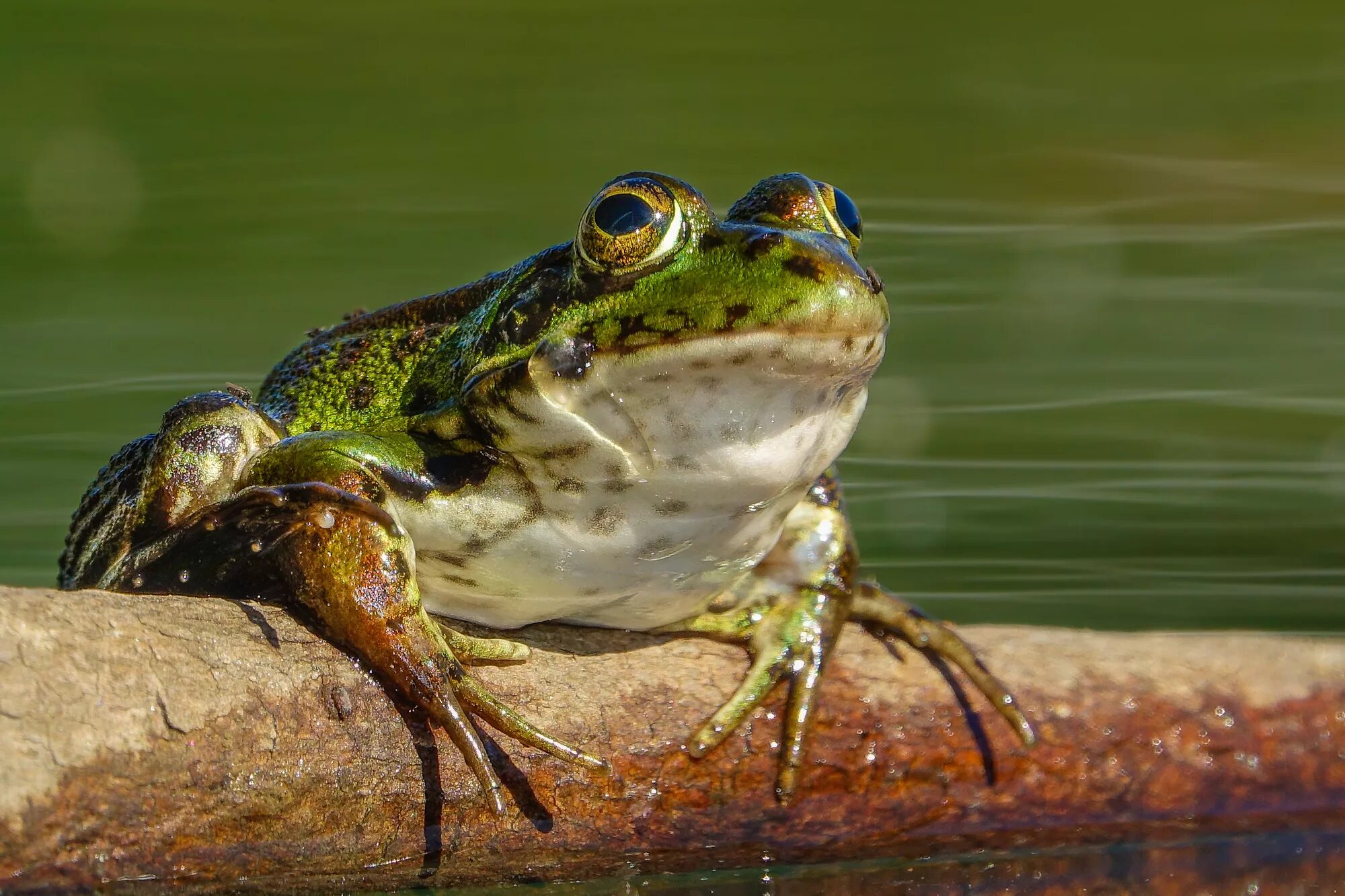 Картинки животные лягушка Free Images : nature, wildlife, frog, amphibian, fauna, close up, animals, verte