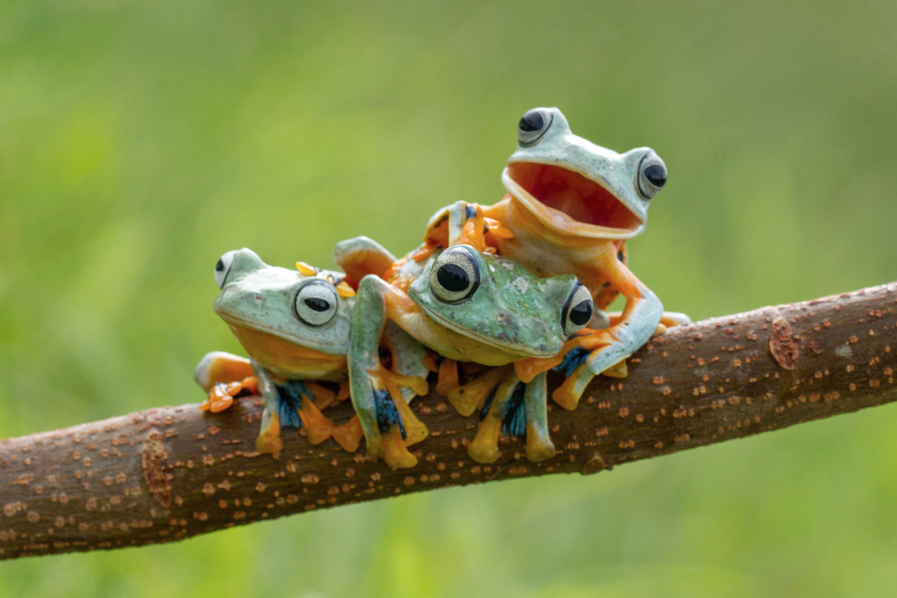 Картинки животные лягушка Real Monstrosities Cute frogs, Animal photo, Animals beautiful