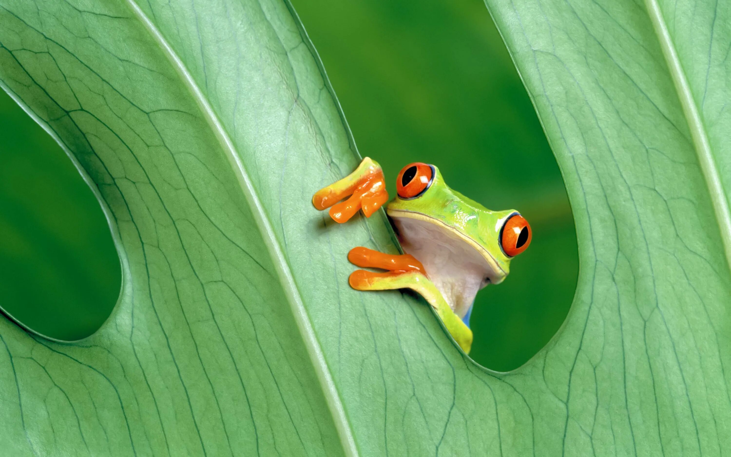 Картинки животные лягушка Nice frog Desktop wallpapers 1152x864