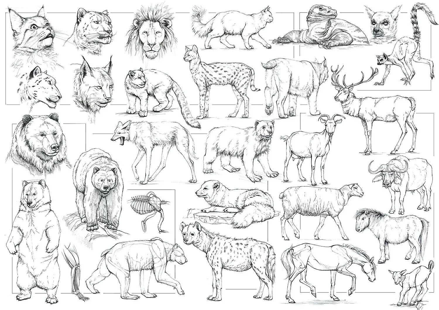 Картинки животные обучение Alexandra Pavlovich - Animals sketches