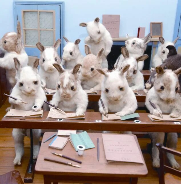 Картинки животные обучение The kitsch world of Victorian taxidermy revealed Taxidermy, Taxidermist, Animals