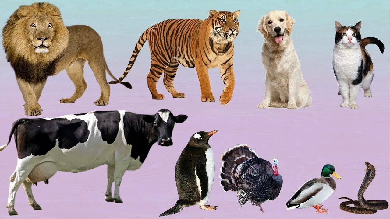 Картинки животные обучение Lion, Cat, Cow, Duck and Dog WHO IS WHO? Video For kids - YouTube