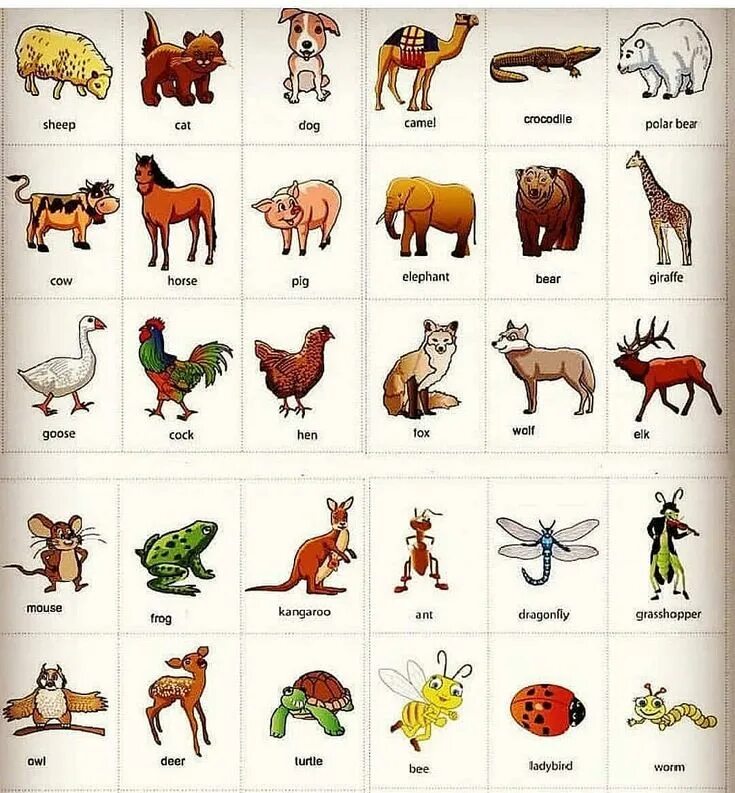 Картинки животные обучение Pin by viviane cetano on Animais em ingles English language learning, Learn engl