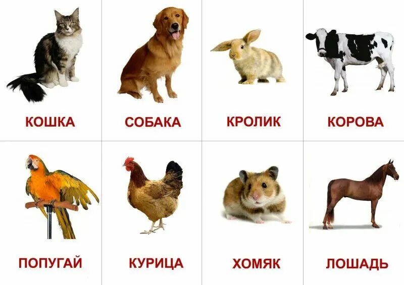 Картинки животные обучение Учебные карточки"Домашние животные" - купить в Набережных Челнах по цене договор