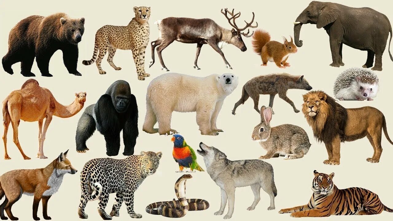 Картинки животные разных стран ANIMAL SOUNDS LOGAD, ZEBRA, JELLYFISH, ELEPHANT, CHAMELEON - YouTube